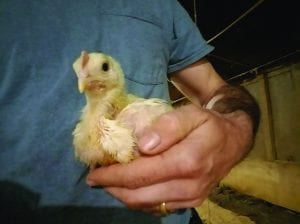 Jay's chicken